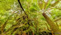 Ancient myrtle and Soft Tree Fern in the rainforest in the Tarkine